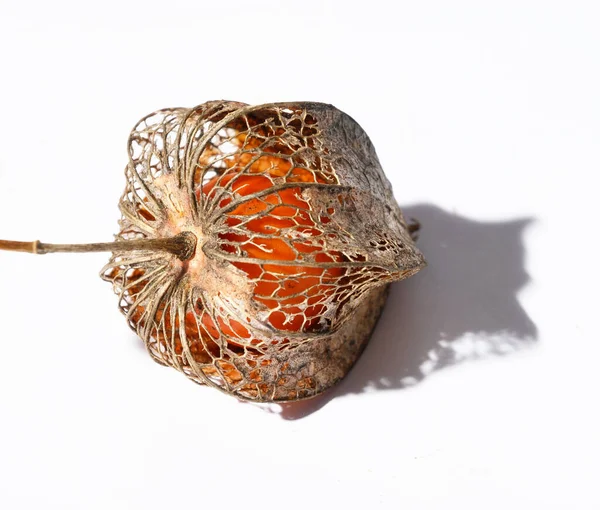 Physalis Matura Fresca Sfondo Chiaro Arancione — Foto Stock