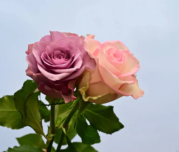 Hermosas Rosas Fondo Del Cielo Concepto Verano Vista Cercana — Foto de Stock