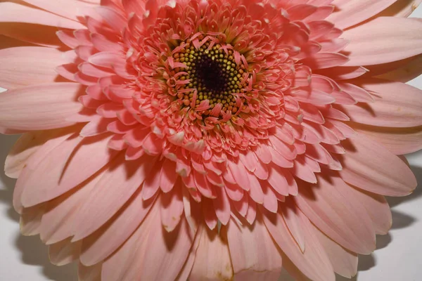 Aydınlık arkaplanda güzel Gerbera, yakın görünüm  