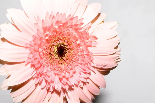 Aydınlık arkaplanda güzel Gerbera, yakın görünüm  