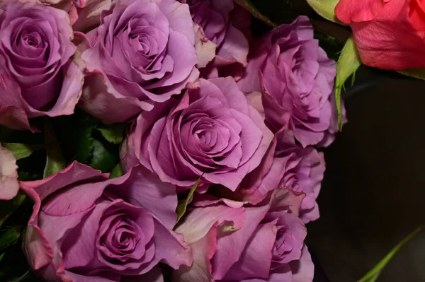 Koyu arkaplanda güzel güller, yaz konsepti, yakın manzara  