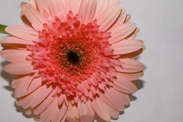 Aydınlık arkaplanda güzel Gerbera, yakın görünüm  