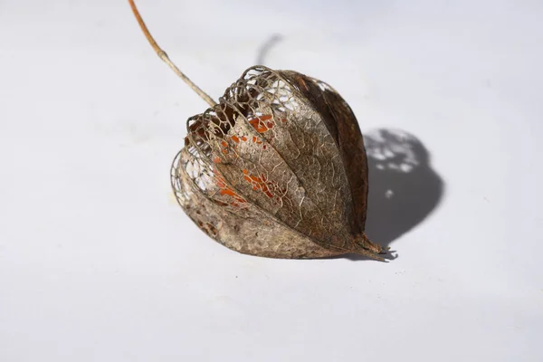 Frische Reife Physalis Auf Hellem Hintergrund Orange — Stockfoto