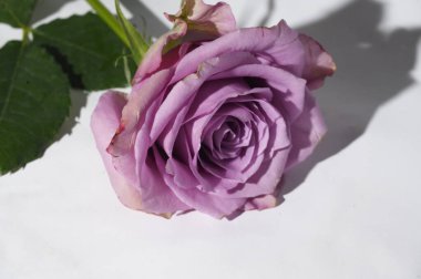 Işıklı arka planda güzel bir gül, yaz konsepti, yakın manzara  