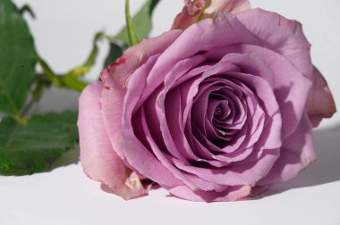 Işıklı arka planda güzel bir gül, yaz konsepti, yakın manzara  