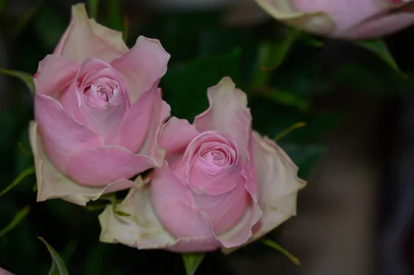 Bouquet Belles Roses Vue Rapprochée Concept Célébration — Photo