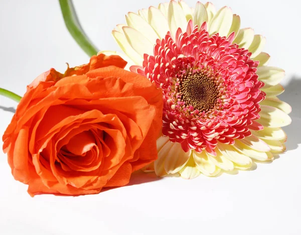 Piękne Gerbery Kwiaty Róży Jasnym Tle Widok Bliska — Zdjęcie stockowe