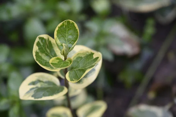 Primo Piano Foglie Pianta Verdi Giardino — Foto Stock