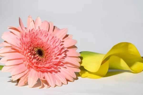 Piękne Gerbera Kwiaty Calla Jasnym Tle Widok Bliska — Zdjęcie stockowe