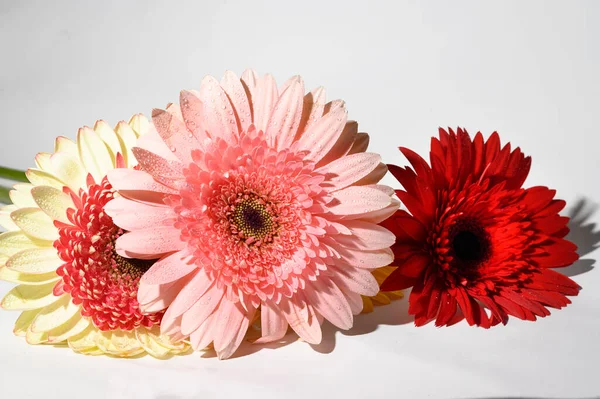 Schöne Gerbera Blüten Auf Hellem Hintergrund Nahsicht — Stockfoto