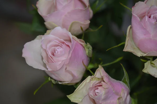 Bouquet Beautiful Roses Close View Celebration Concept — Stock Photo, Image