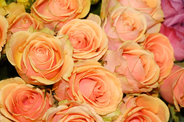 Buquê Belas Rosas Livre Conceito Verão Vista Perto — Fotografia de Stock