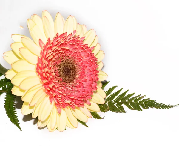 Piękne Gerbera Kwiat Liść Paproci Lekkim Tle Koncepcja Latem Widok — Zdjęcie stockowe