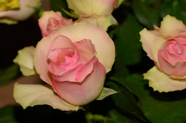 Strauß Schöner Rosen Freien Sommerkonzept Blick Aus Nächster Nähe — Stockfoto