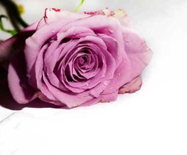 Işıklı arka planda güzel bir gül, yaz konsepti, yakın manzara  