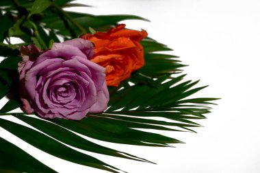 Hafif arka planda güzel güller ve yapraklar, yaz konsepti, yakın manzara  