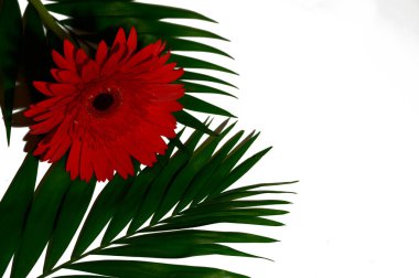 Güzel ve parlak Gerbera çiçeği. Yakın çekim, yaz konsepti.