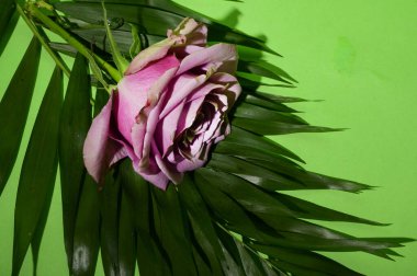 Yeşil arka planda güzel gül ve palmiye yaprakları, yaz konsepti, yakın manzara  