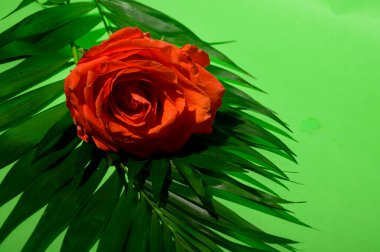 Yeşil arka planda güzel gül ve palmiye yaprakları, yaz konsepti, yakın manzara  