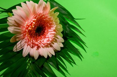 Güzel ve parlak Gerbera çiçeği. Yakın çekim, yaz konsepti.