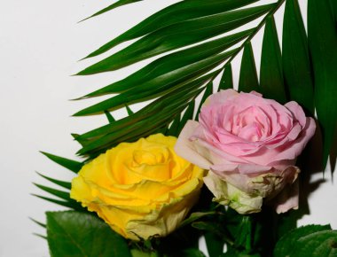 Hafif arka planda güzel güller ve yapraklar, yaz konsepti, yakın manzara  