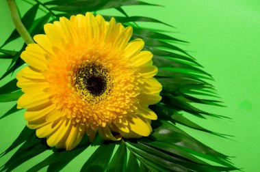 Güzel ve parlak Gerbera çiçeği. Yakın çekim, yaz konsepti.