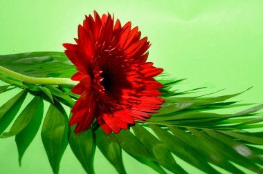 Güzel ve parlak Gerbera çiçeği. Yakın çekim, yaz konsepti.