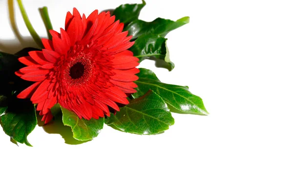 Flor Gerbera Bonita Brilhante Perto Conceito Verão — Fotografia de Stock