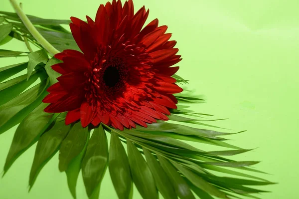 Güzel ve parlak Gerbera çiçeği. Yakın çekim, yaz konsepti.