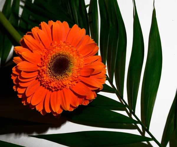 Güzel ve parlak Gerbera çiçeği. Yakın çekim, yaz konsepti.