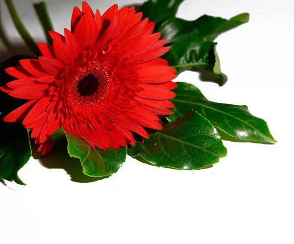 Güzel Parlak Gerbera Çiçeği Yakın Çekim Yaz Konsepti — Stok fotoğraf