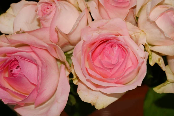 Strauß Schöner Rosen Romantisches Konzept Nahsicht — Stockfoto
