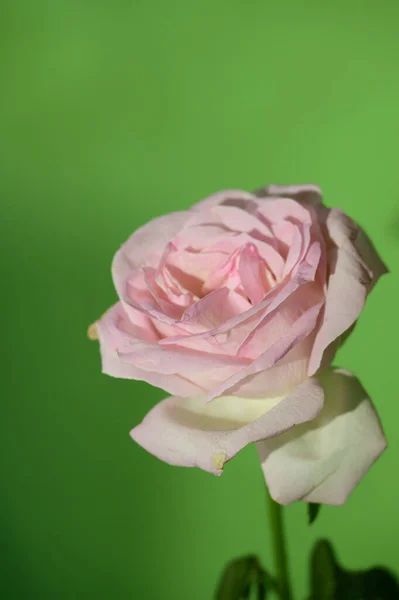 Hermosa Rosa Sobre Fondo Verde Concepto Verano Vista Cercana —  Fotos de Stock
