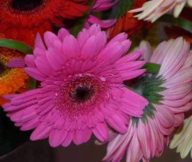 Güzel ve parlak Gerbera çiçekleri Kapatın, yaz konsepti