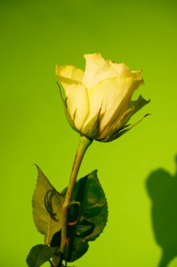 Yeşil arka planda güzel bir gül, yaz konsepti, yakın manzara  