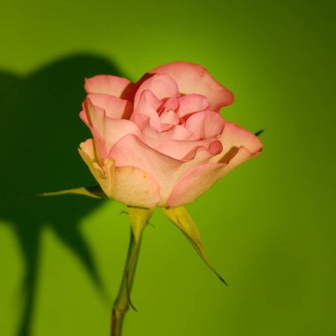 Yeşil arka planda güzel bir gül, yaz konsepti, yakın manzara  