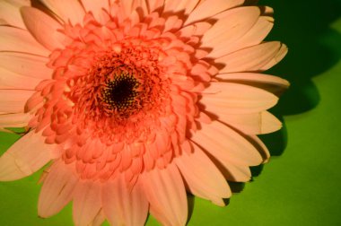 Güzel ve parlak Gerbera çiçekleri Kapatın, yaz konsepti