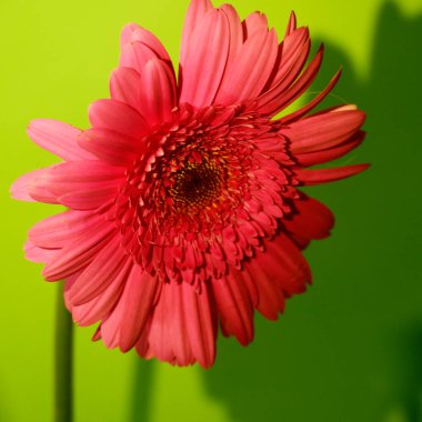 Güzel ve parlak Gerbera çiçekleri Kapatın, yaz konsepti