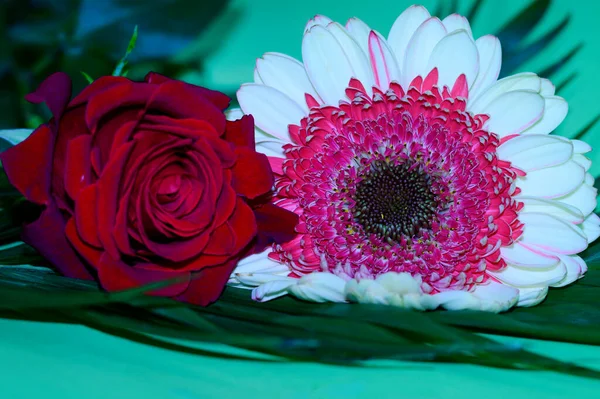 Belos Brilhantes Gerberas Rosas Flores Close Conceito Verão — Fotografia de Stock