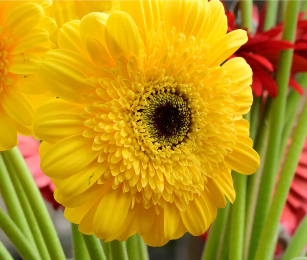 Belle Lumineuse Gerbera Fleurs Gros Plan Concept Été — Photo