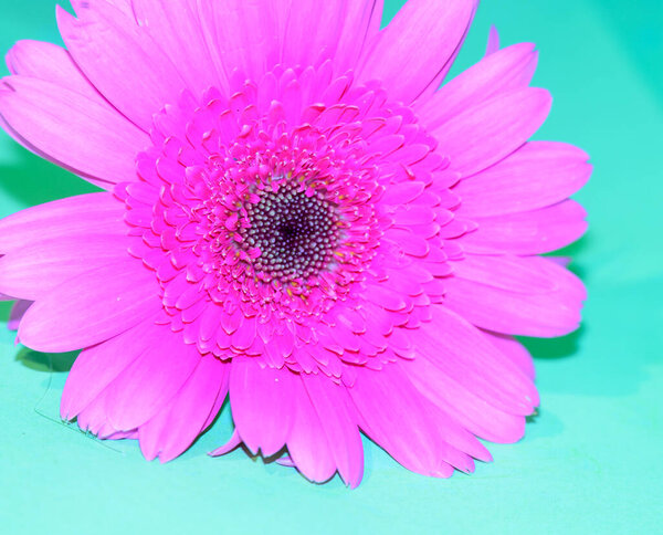 beautiful gerbera flower close up, summer concept