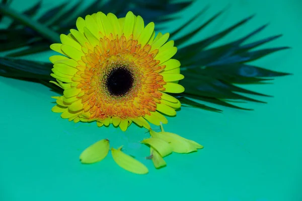 Красива Квітка Гербери Крупним Планом Літня Концепція — стокове фото