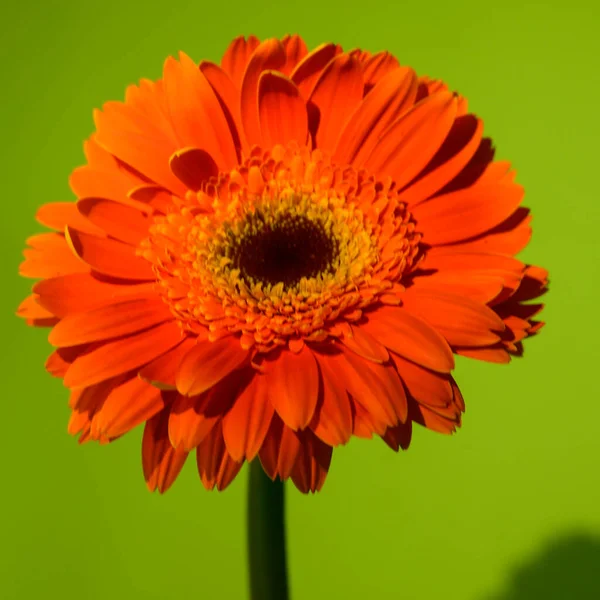 Piękne Jasne Gerbera Kwiaty Bliska Koncepcja Latem — Zdjęcie stockowe