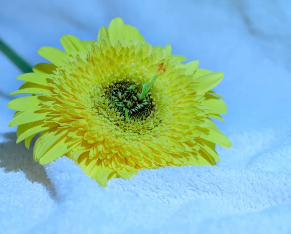 Piękne Gerbera Kwiat Zbliżenie Koncepcja Latem — Zdjęcie stockowe