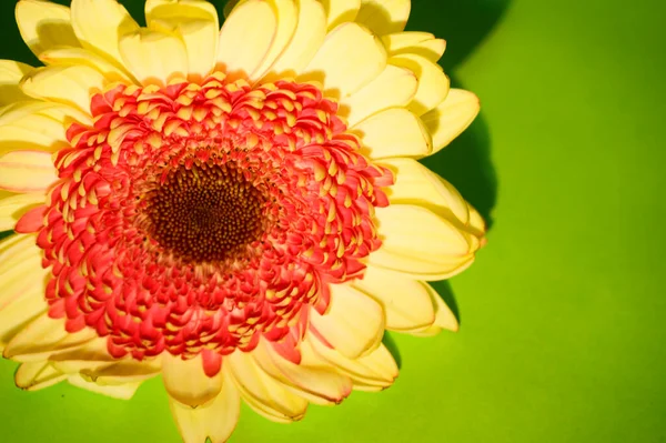 美しく明るいガーベラの花を閉じ 夏のコンセプト — ストック写真