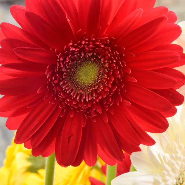 Schöne Und Helle Gerbera Blüten Aus Nächster Nähe Sommerkonzept — Stockfoto