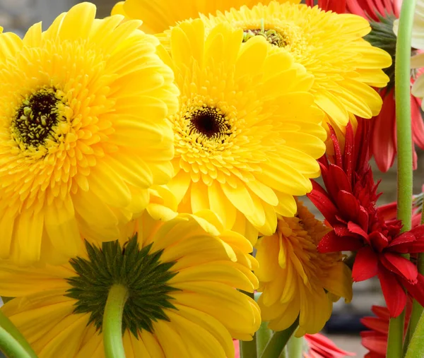 Güzel Parlak Gerbera Çiçekleri Kapatın Yaz Konsepti — Stok fotoğraf