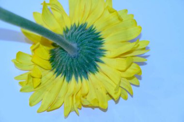 Güzel Gerbera çiçeği. Yakın çekim, yaz konsepti.