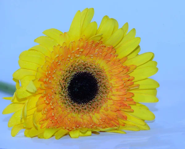 Beautiful Gerbera Flower Close Summer Concept — Stock Photo, Image