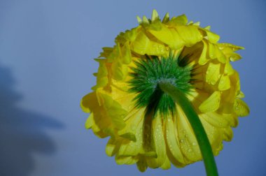 Güzel Gerbera çiçeği. Yakın çekim, yaz konsepti.